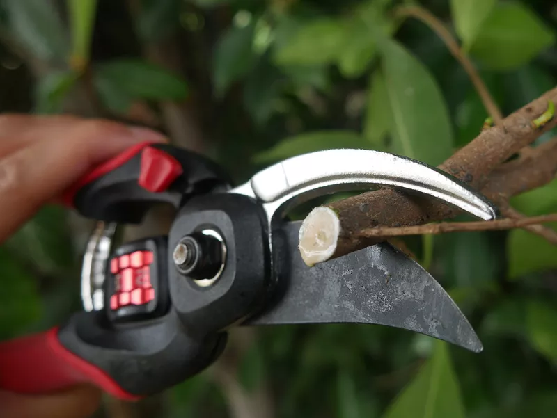 The 9 Best Pruners of 2023, According to a Master Gardener