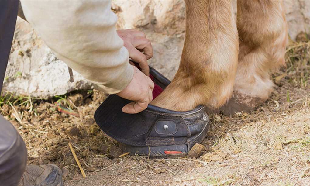 6 Reasons Why Horses Need Horseshoes